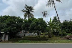 Tanah Luas 770 m2 Jln.provinsi mlongggo jepara